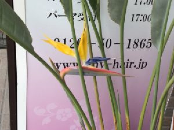 極楽鳥🌼サムネイル